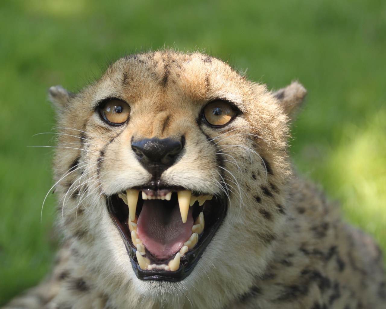 Грозный оскал гепарда с острыми клыками 