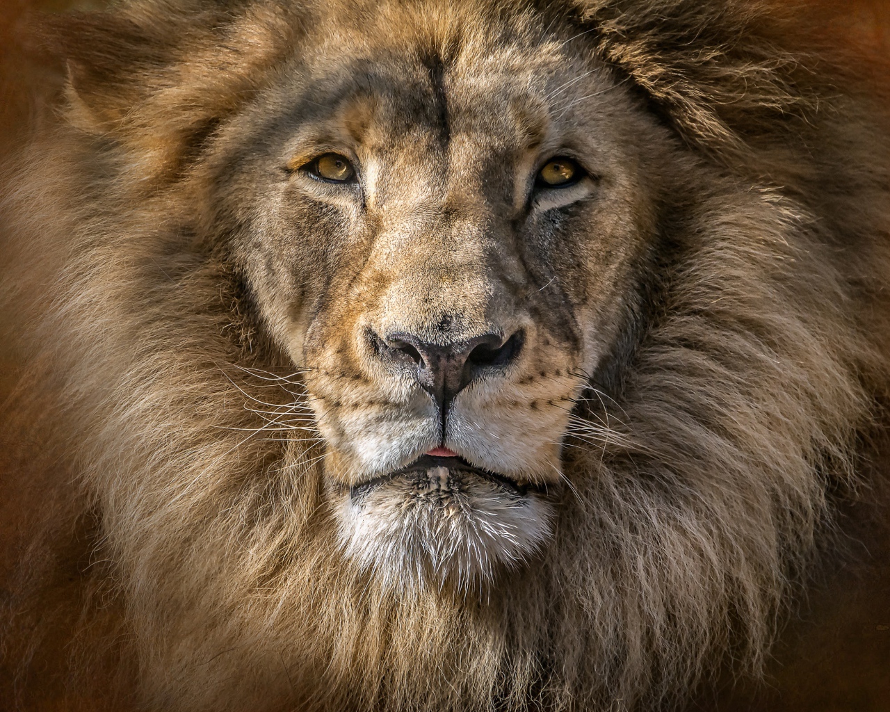 Морда большого льва с пушистой гривой 
