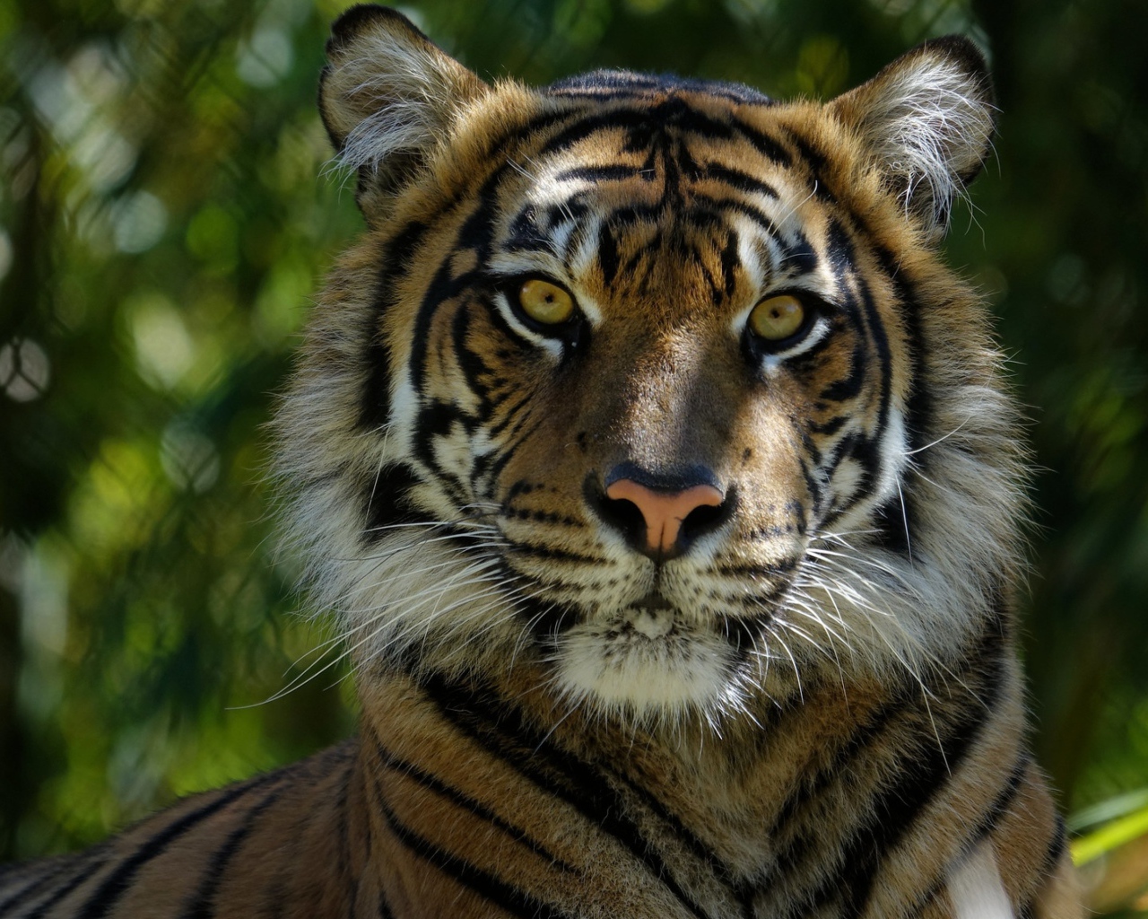 Морда большого  тигра крупным планом