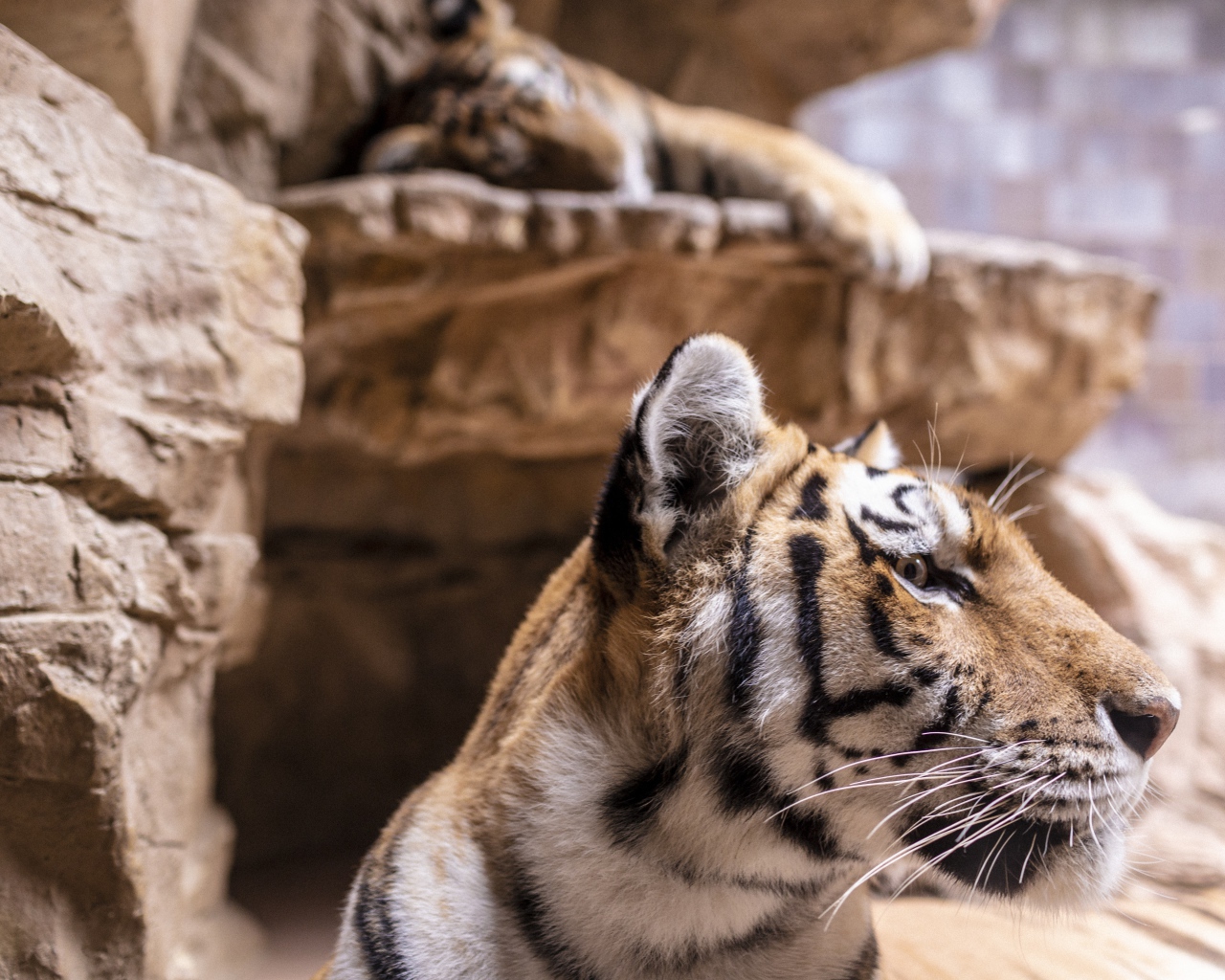 Морда полосатого тигра у камней в зоопарке 
