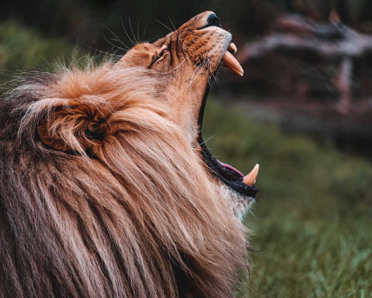 Лев открыл пасть с острыми клыками 