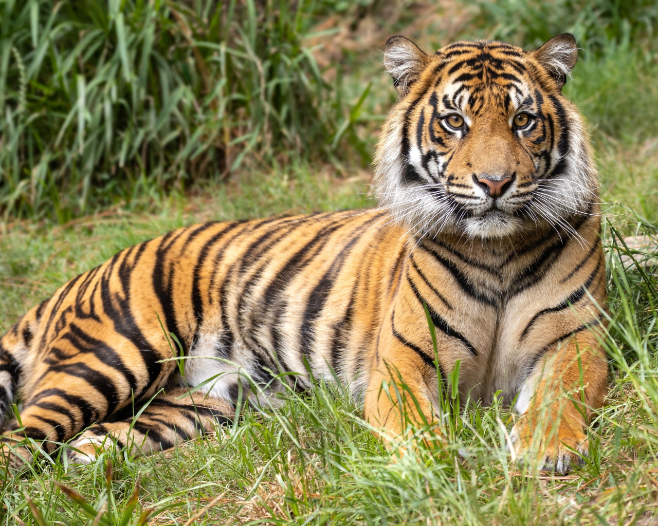 Полосатый тигр лежит на зеленой траве