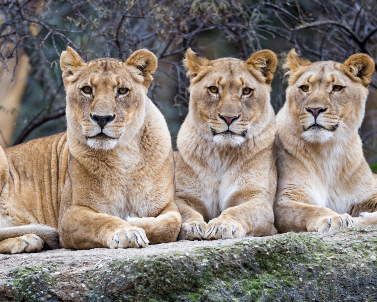 Три большие львицы лежат на камне в зоопарке 
