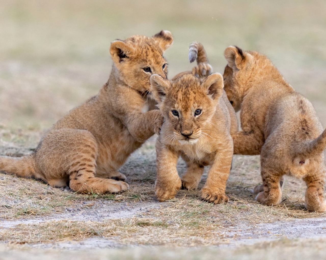 Три маленьких львенка играют на земле