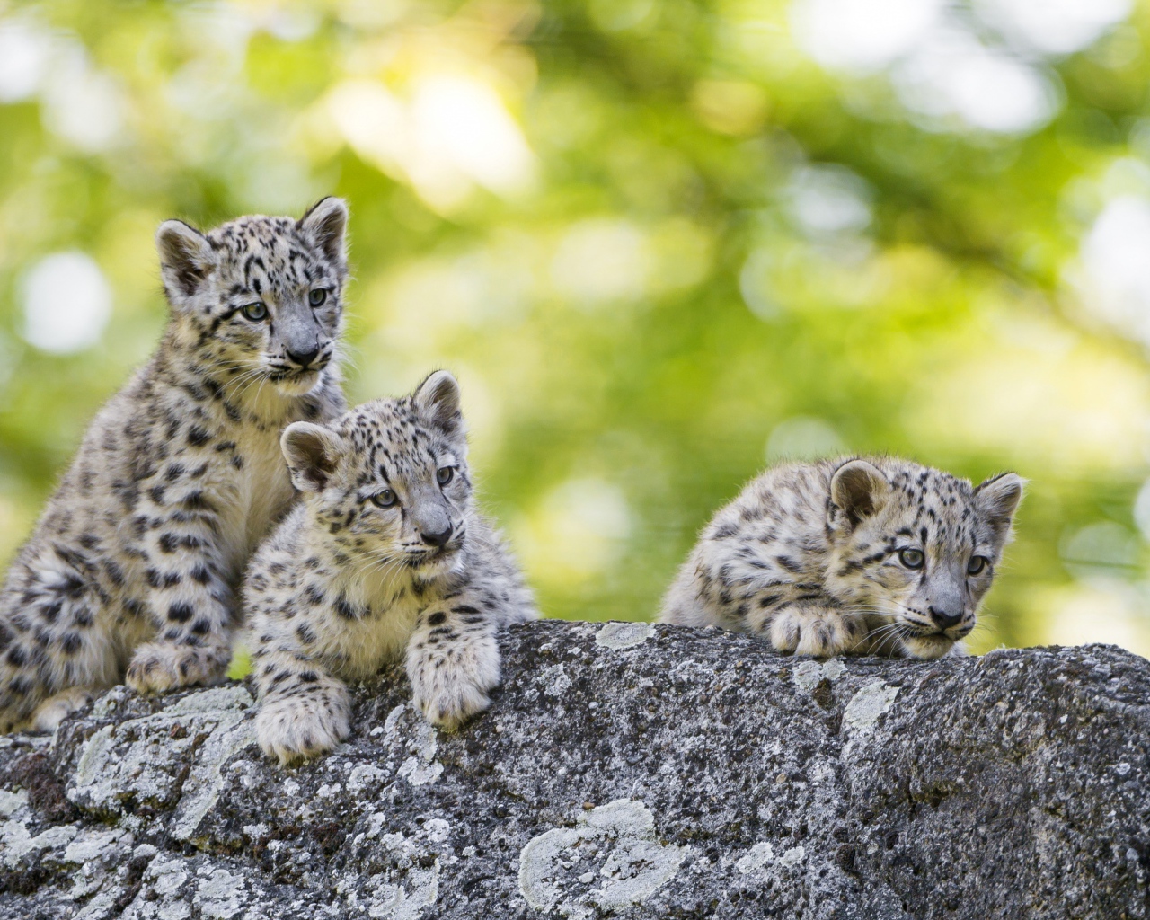 Три маленьких котенка снежного барса лежат на камне