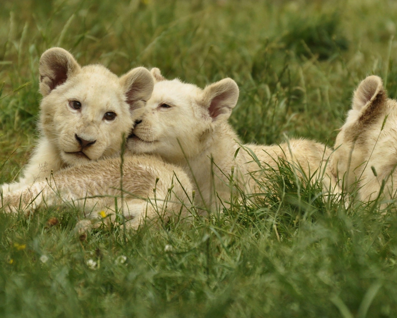 Три маленьких белых львенка лежат на зеленой траве
