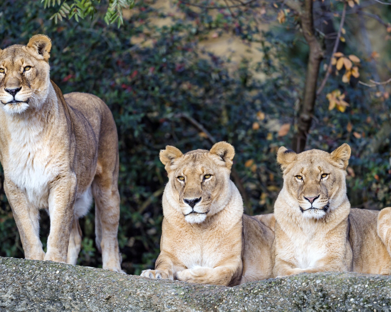 Три величественные львицы отдыхают на солнце