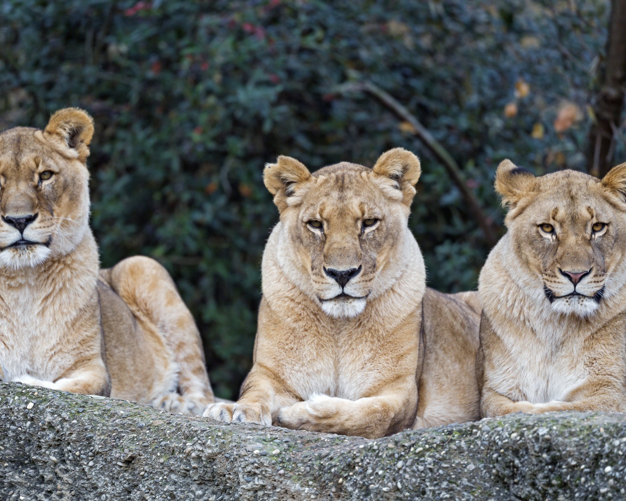 Три серьезные большие львицы лежат на камне