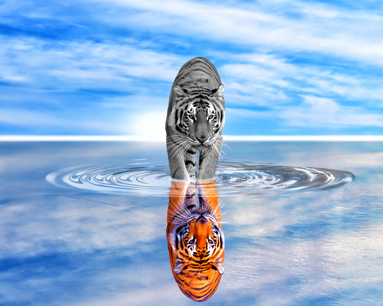 Тигр отражается в воде на фоне голубого неба 