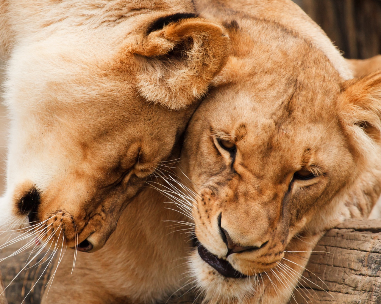 Две большие ласковые львицы 