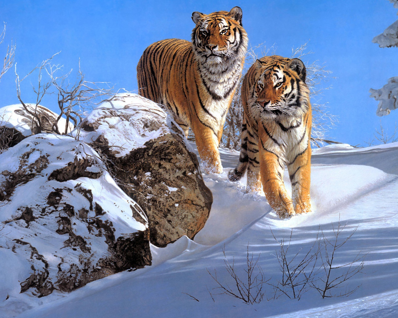 Два больших полосатых тигра в лесу зимой 