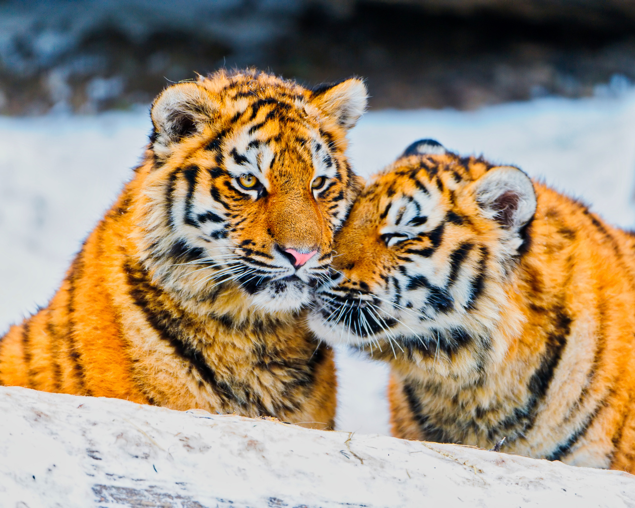 Два влюбленных тигра в заснеженном лесу