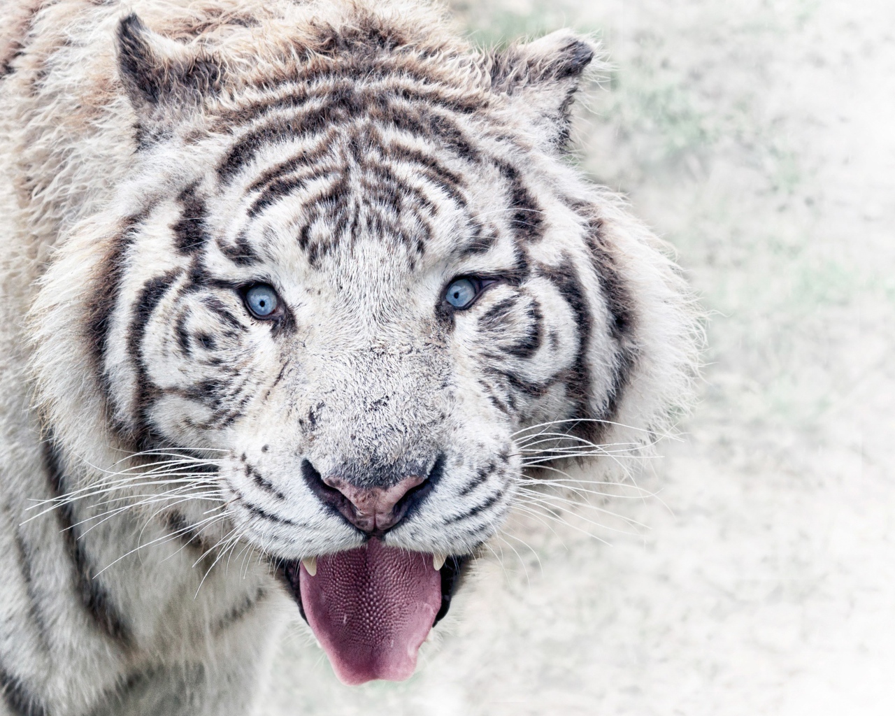 Белый голубоглазый тигр в высунутым языком