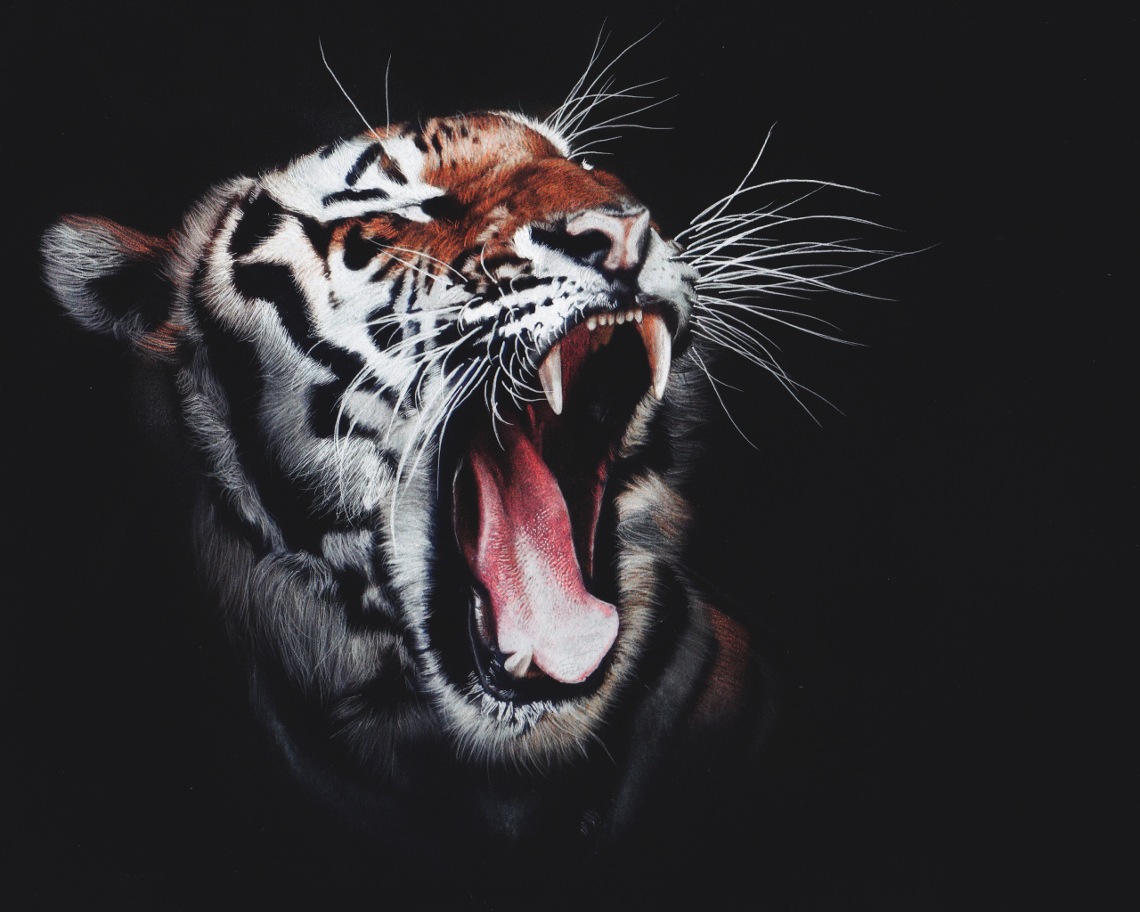 Зевающий полосатый тигр на черном фоне