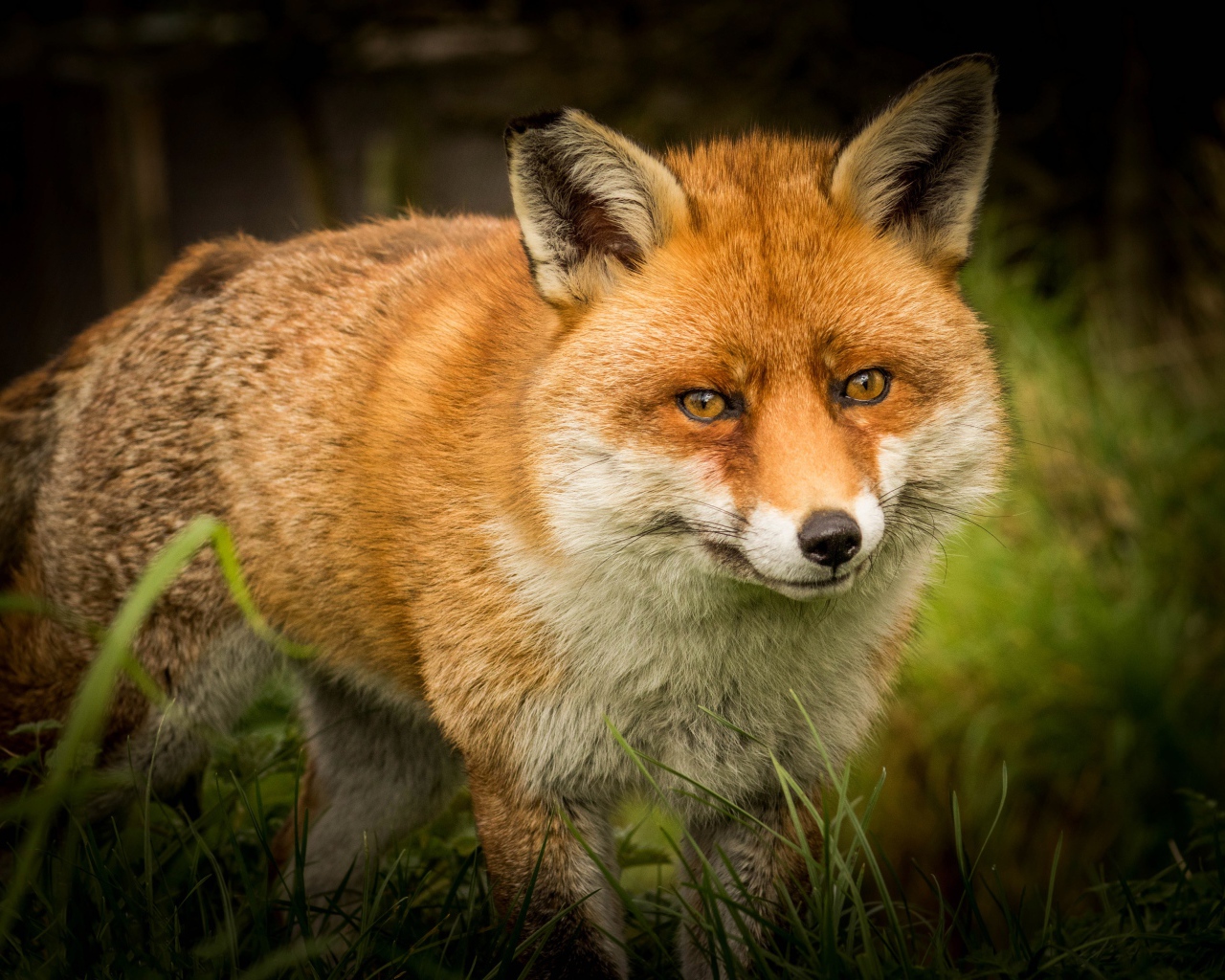 A large predatory fox sneaks through the green grass.