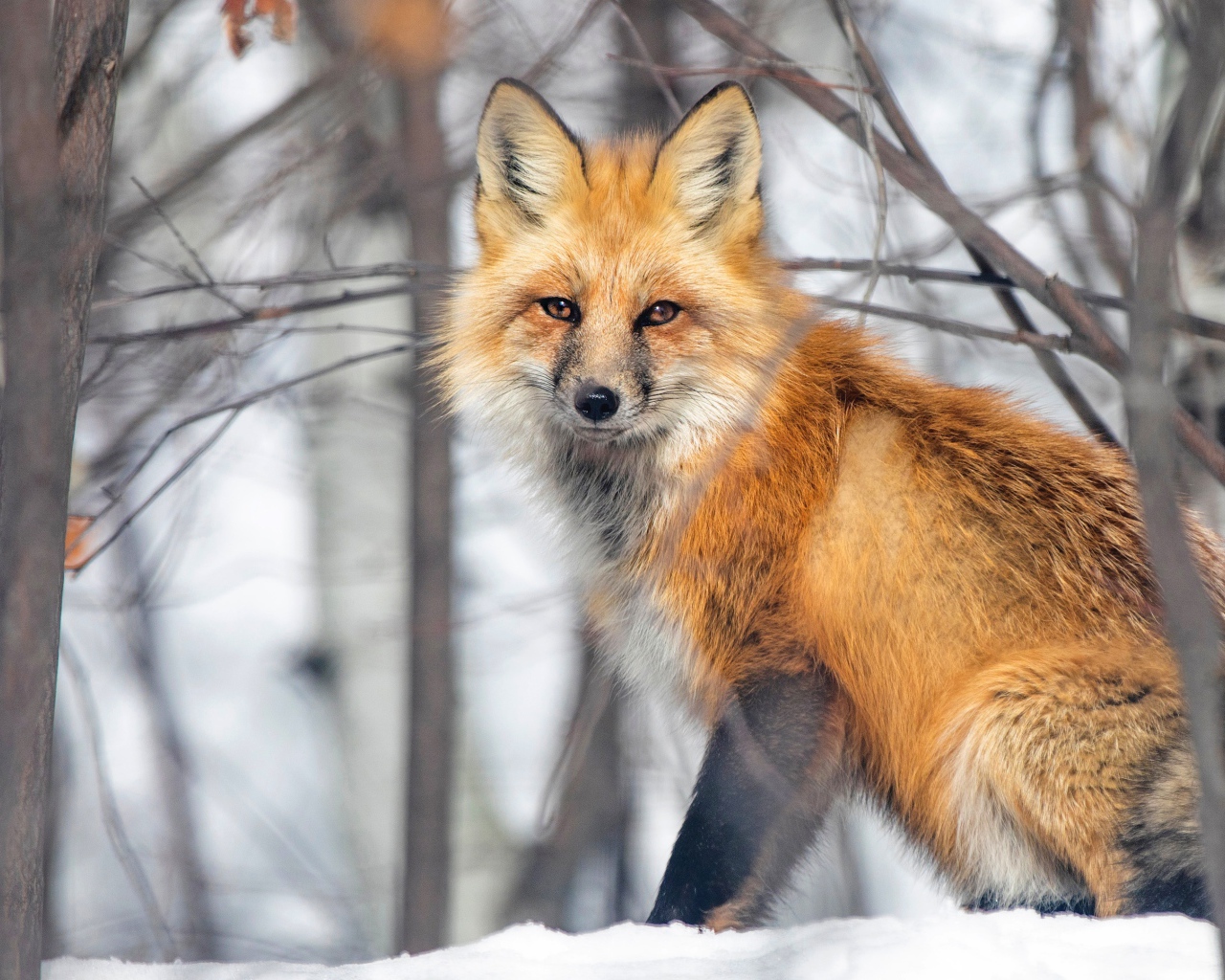 A large red fox sits in the snow in the forest