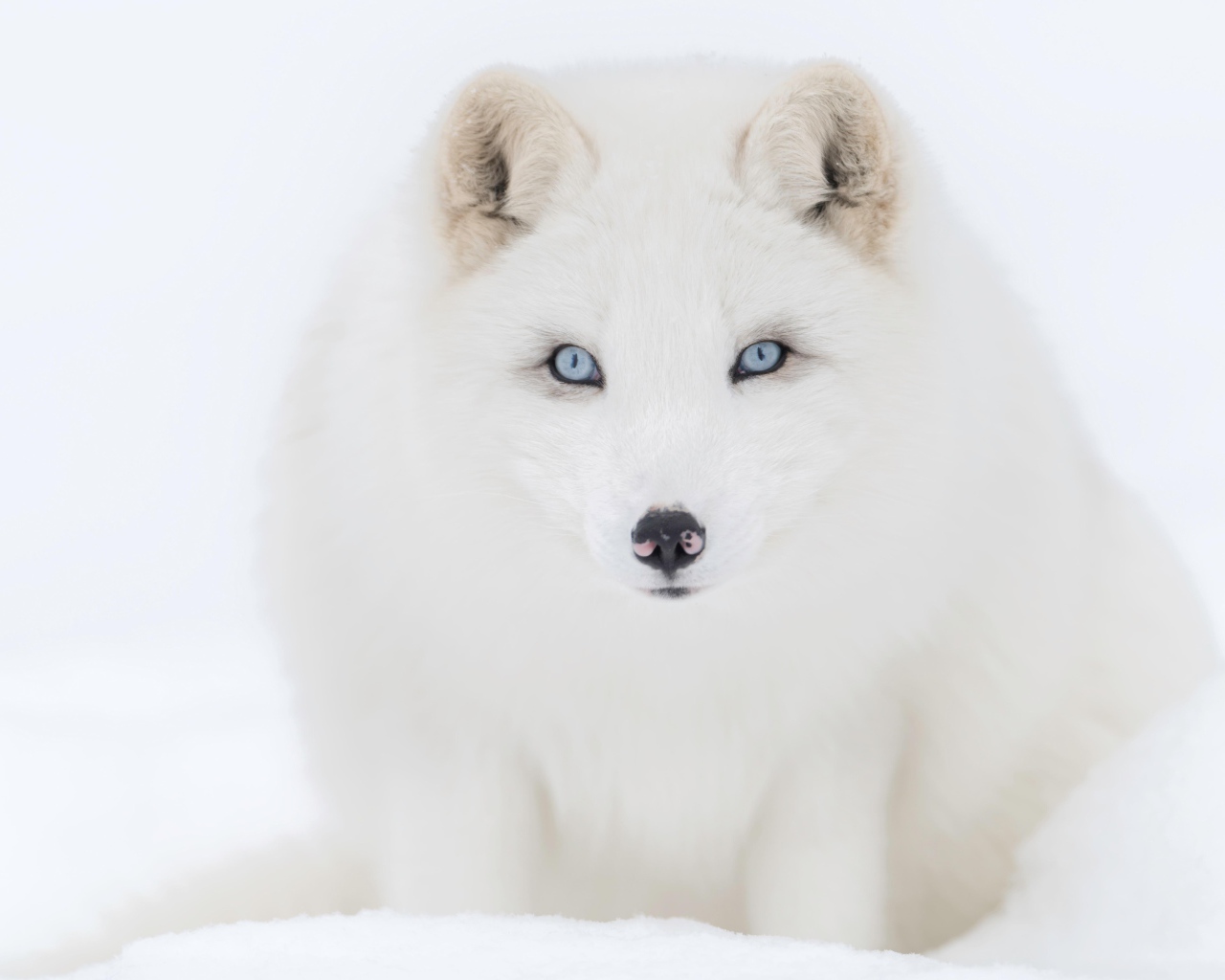 Big blue-eyed white arctic fox in the snow