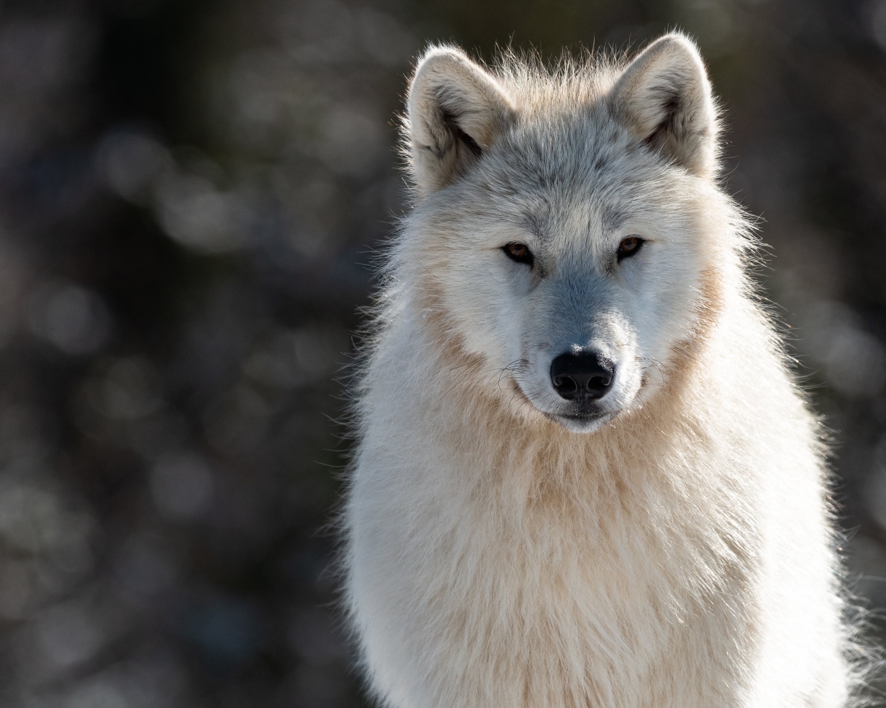 Big white wolf with a smart look