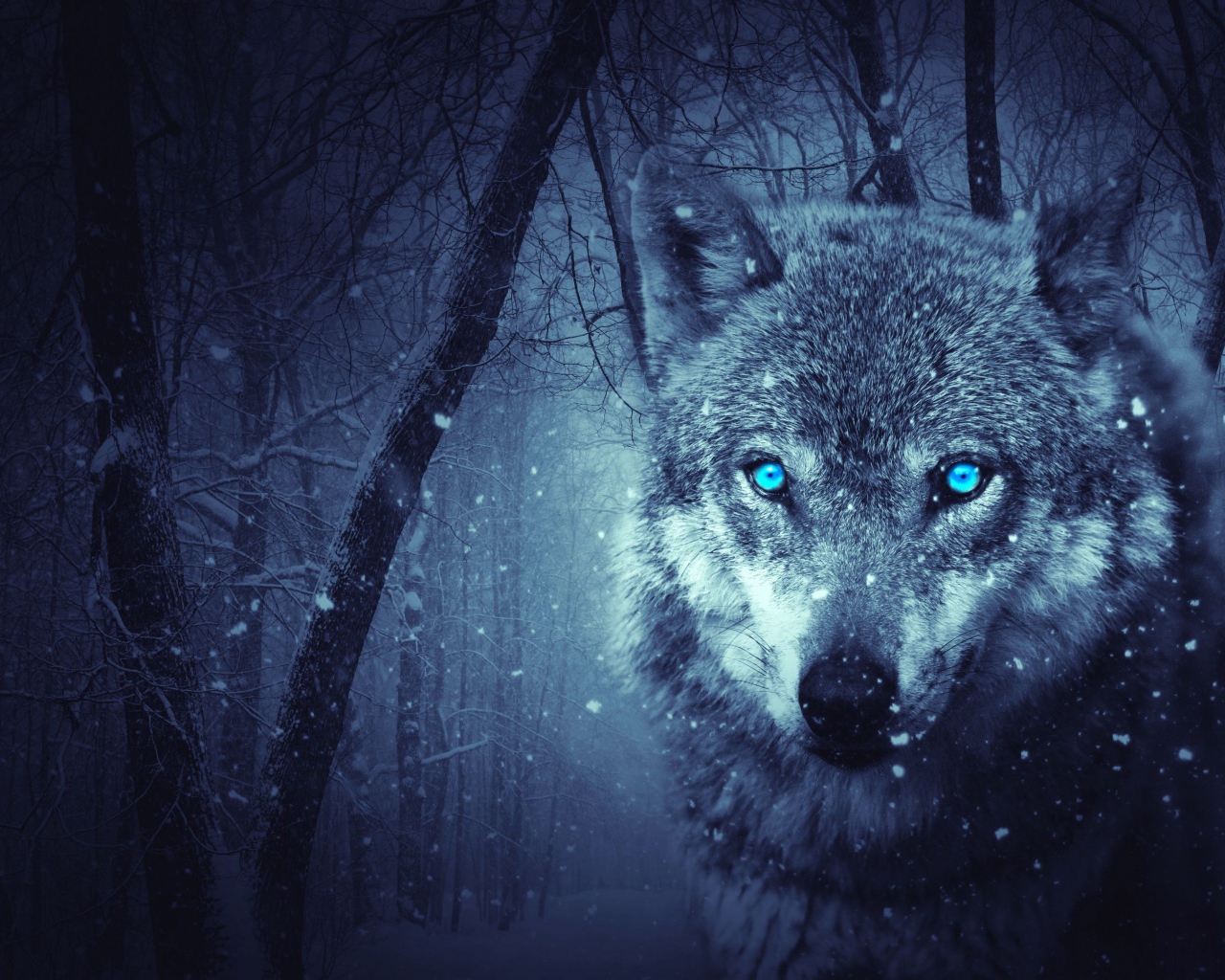 Gray wolf with blue eyes in a cold winter forest