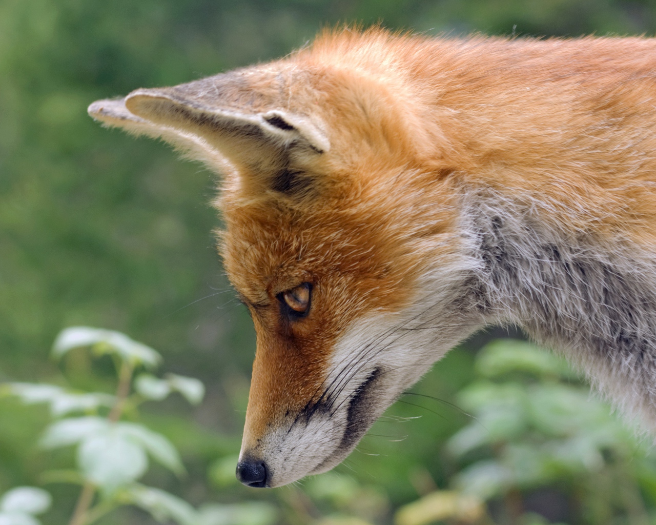 Рыжая лиса смотрит вниз 