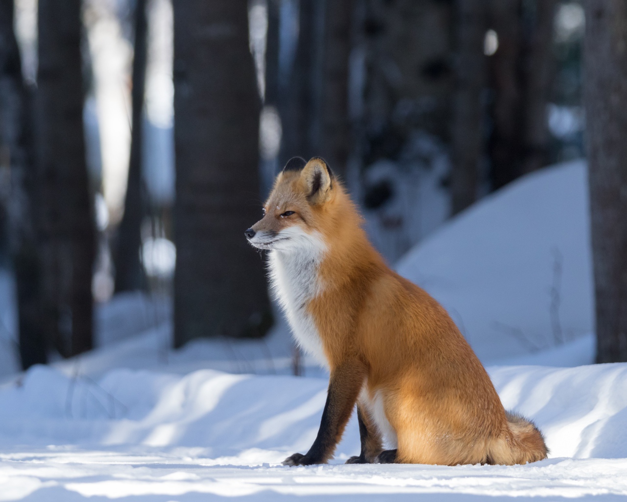 Хитрая рыжая лиса сидит на снегу в лесу