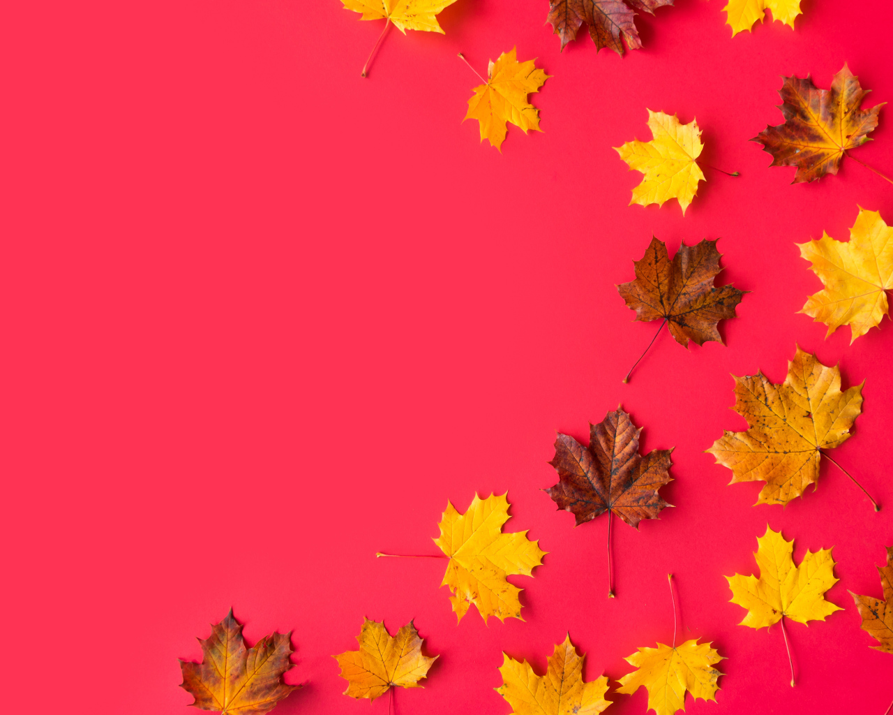 Опавшие осенние кленовые листья на красном фоне