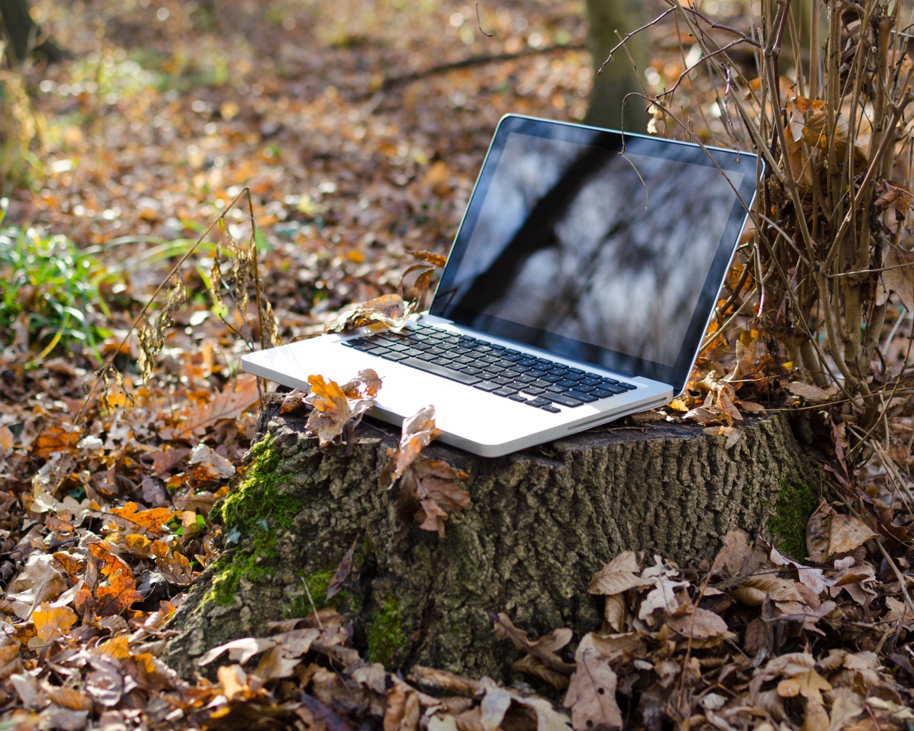 Ноутбук стоит на пне в лесу осенью 