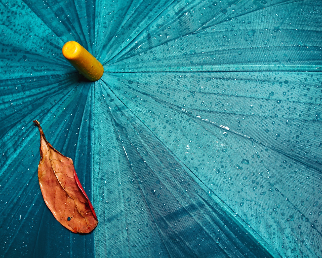 A yellow leaf lies on a blue wet umbrella