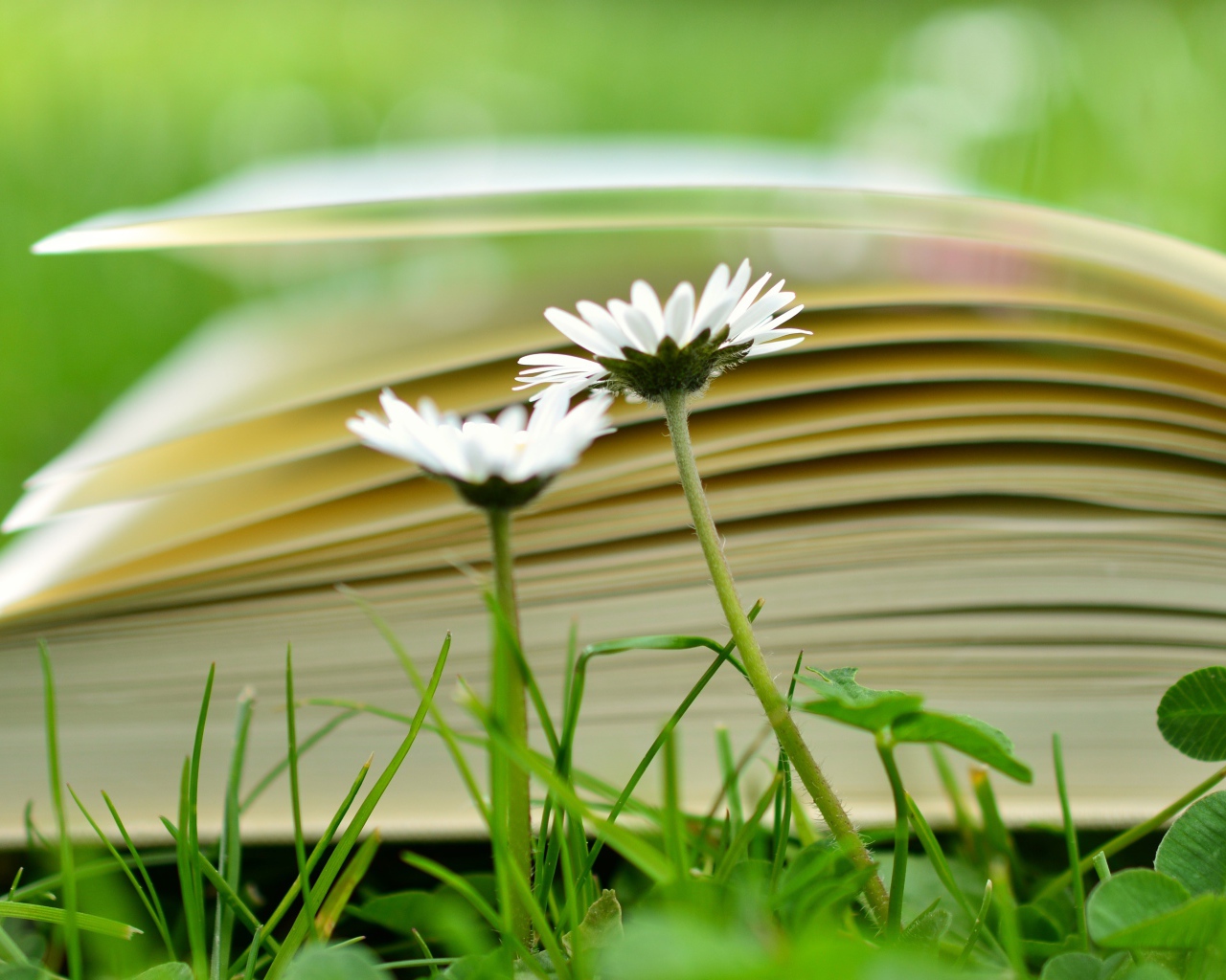 Открытая книга лежит на траве с белыми цветами