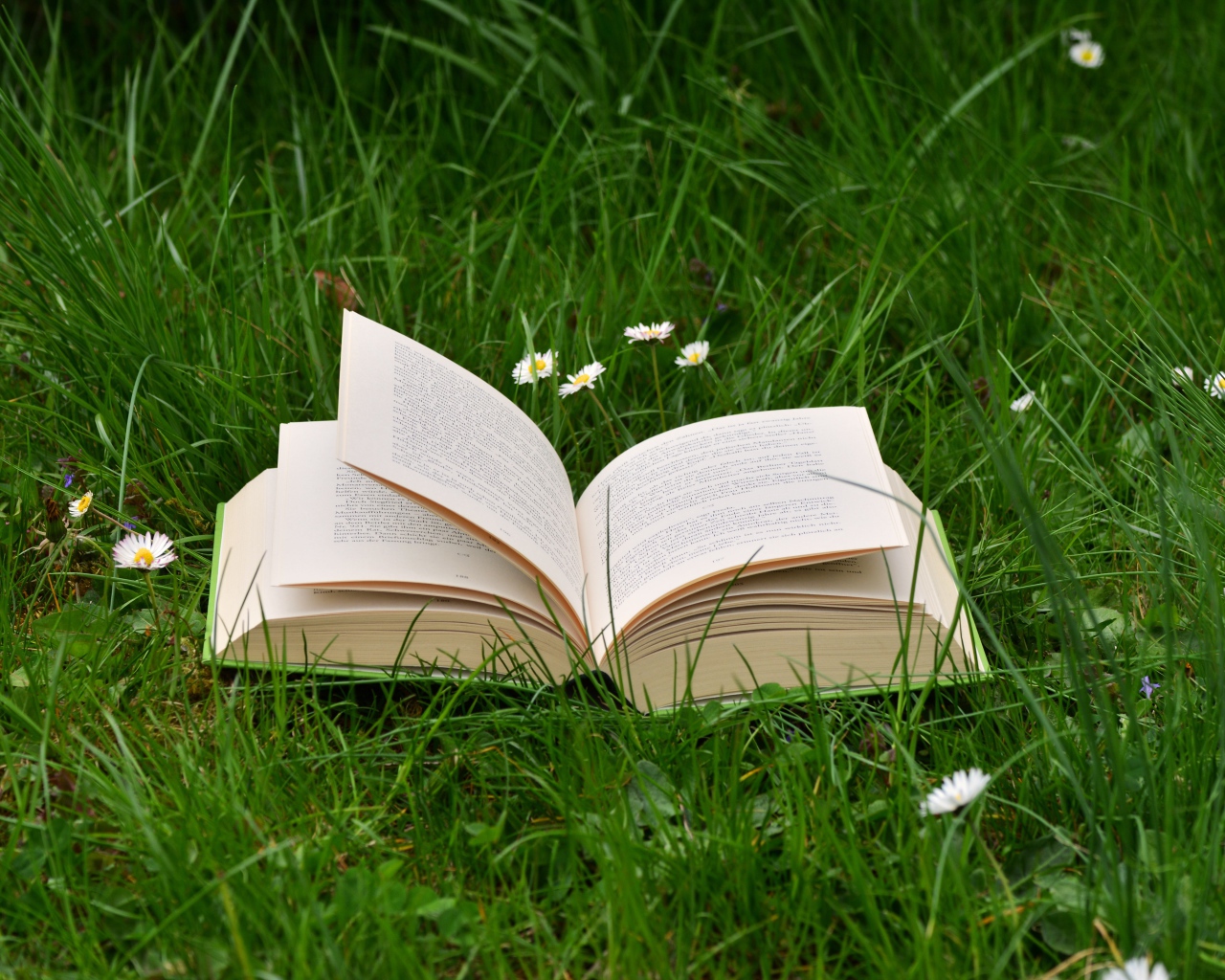 Открытая книга лежит на зеленой траве 