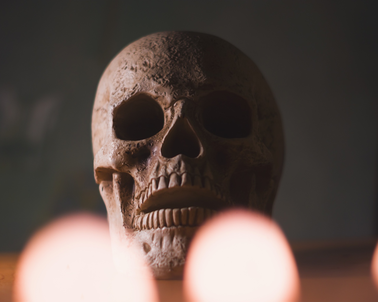 Большой череп на столе крупным планом