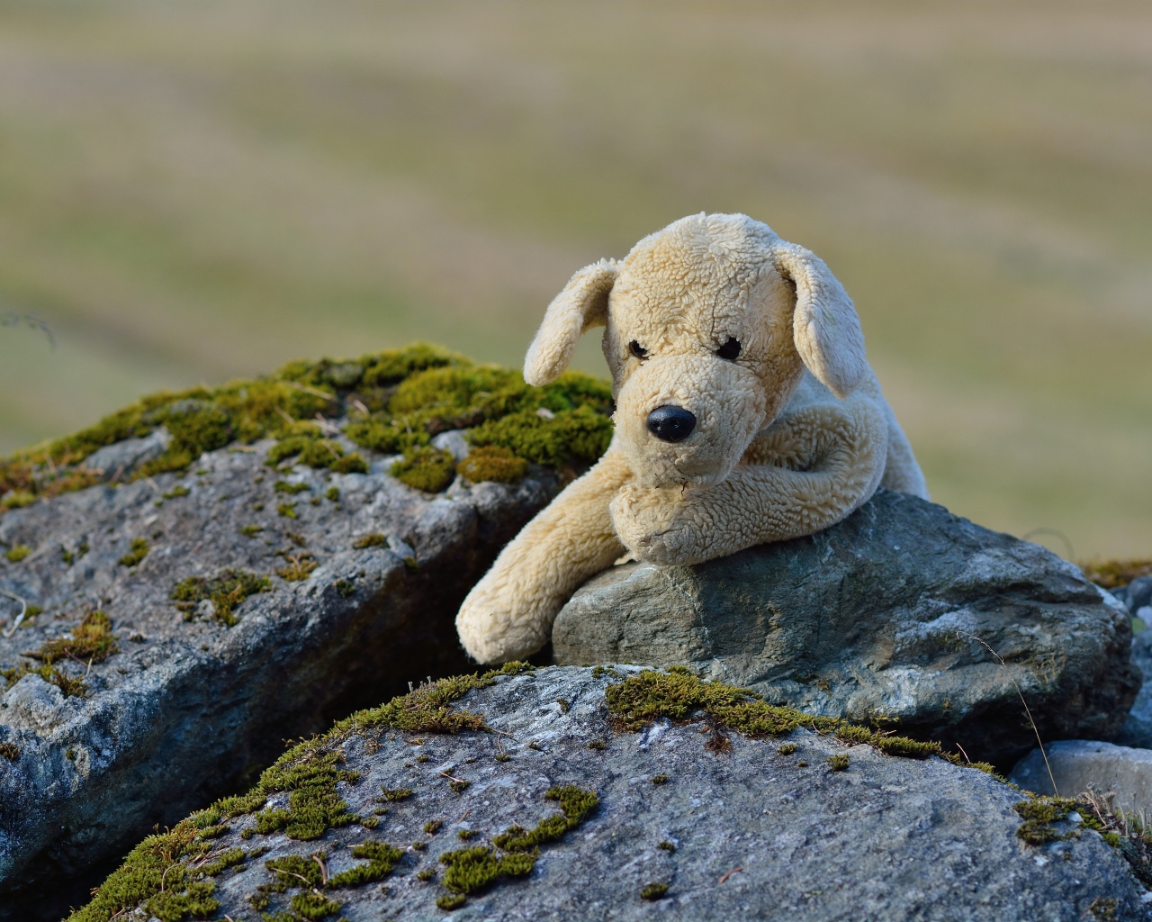 Игрушечная собака лежит на камне  