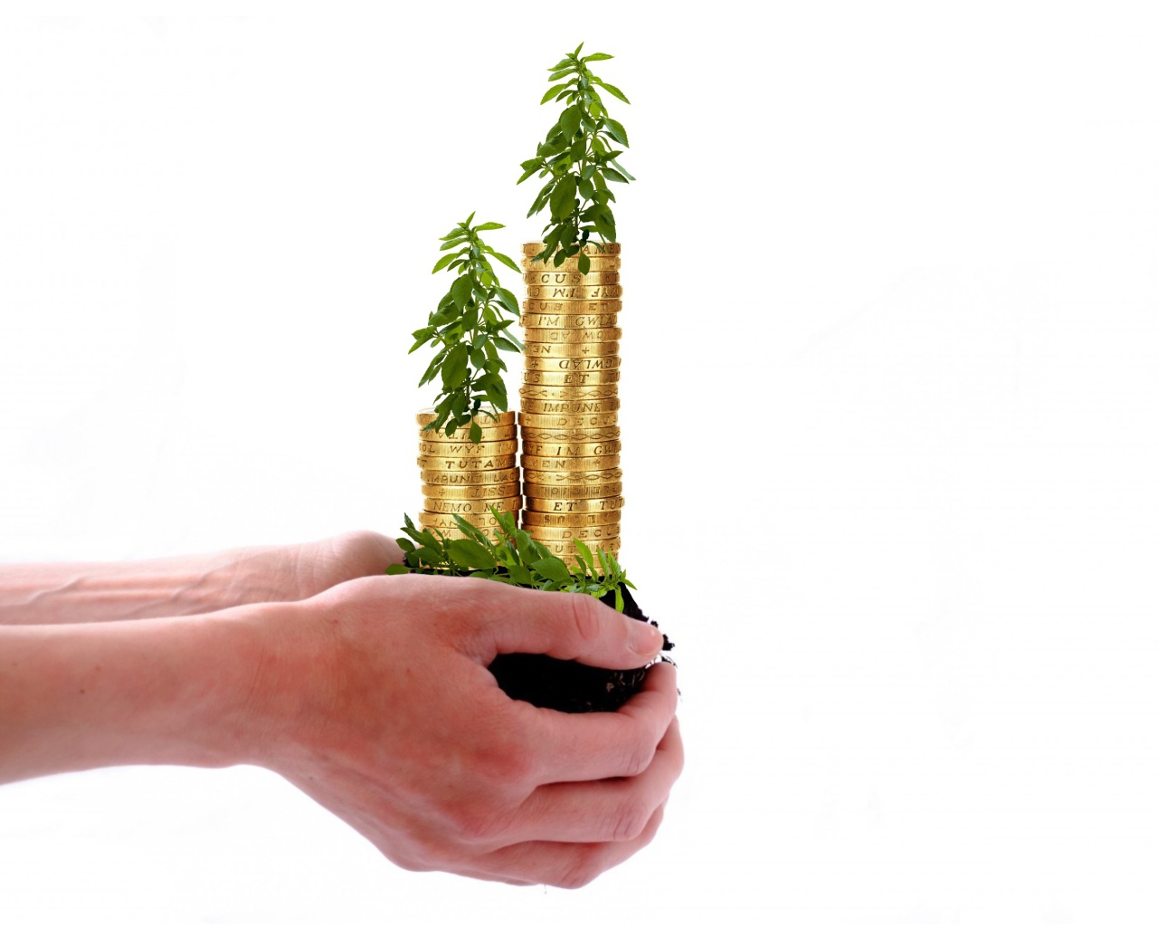 Монеты с зелеными ростками в руках на белом фоне 