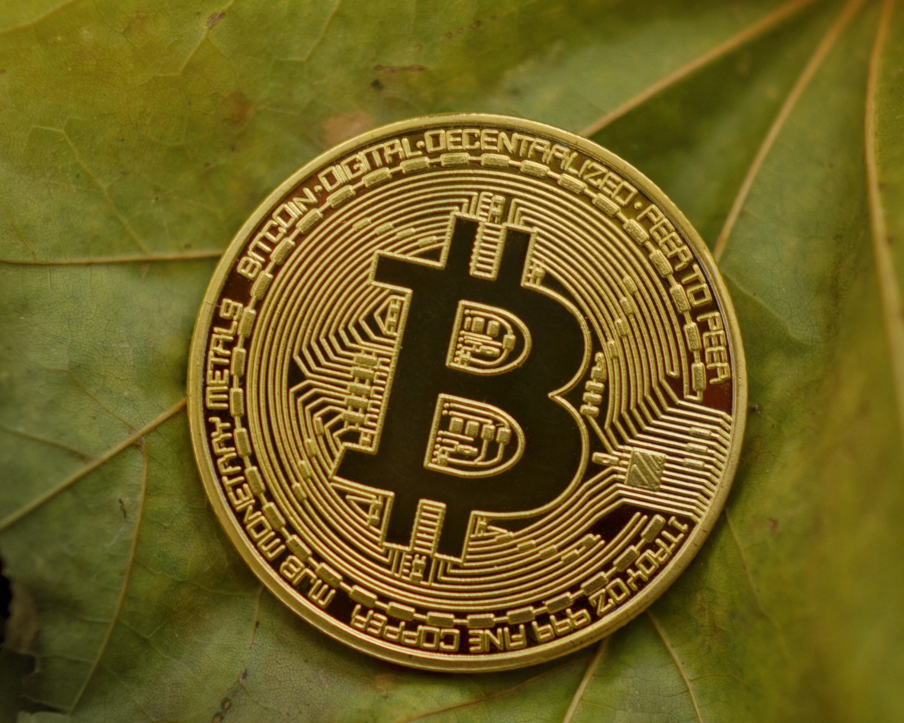 Золотая монета биткоин лежит на зеленом листе
