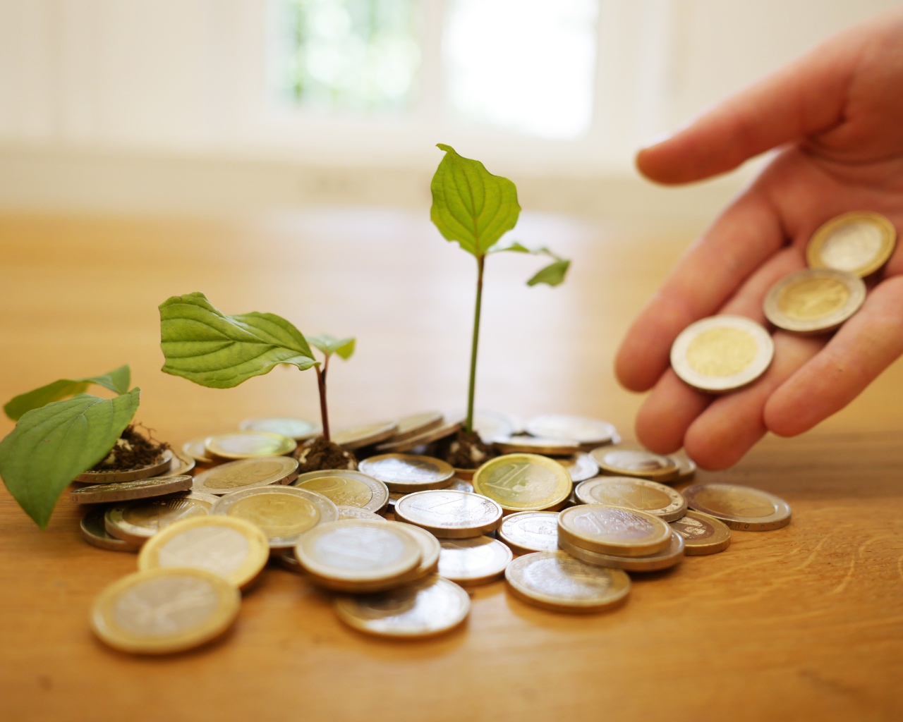 Монеты один евро с ростками на столе 