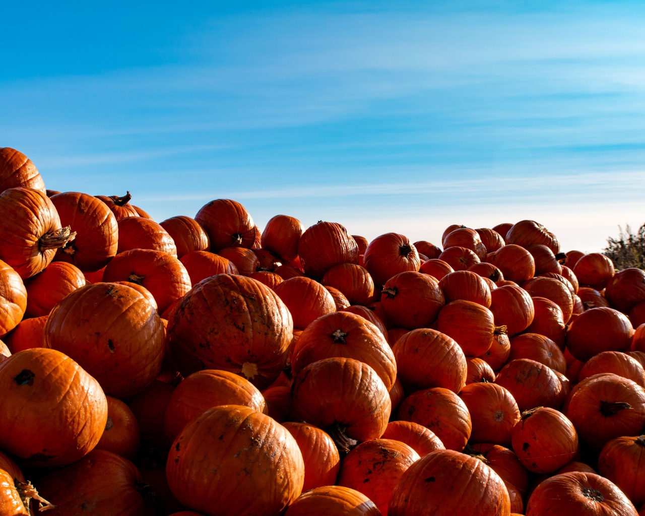 Много спелой оранжевой тыквы на поле на фоне голубого неба 