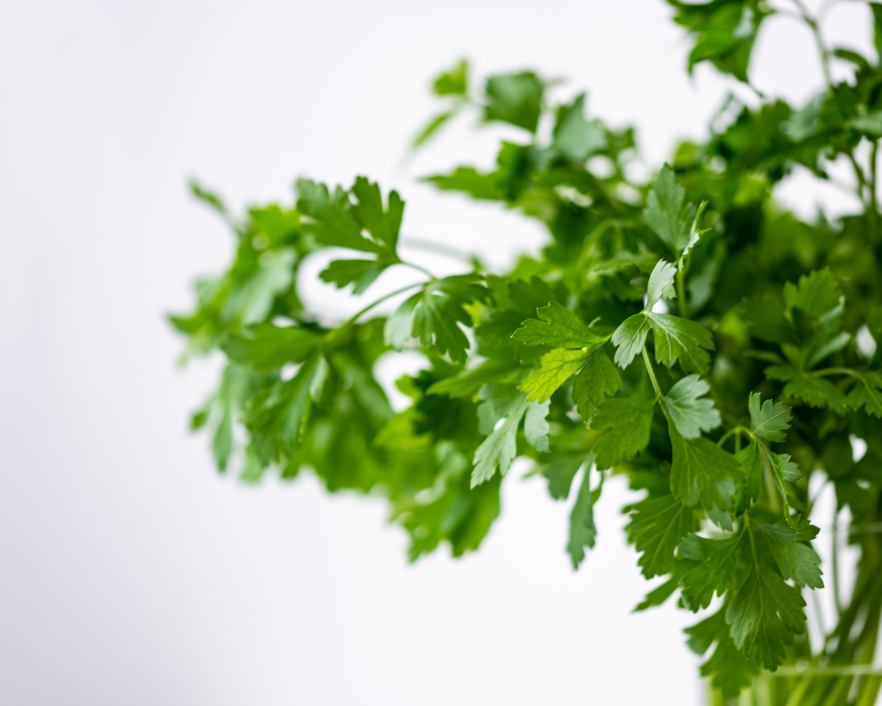 Fresh parsley in a vase on a white background