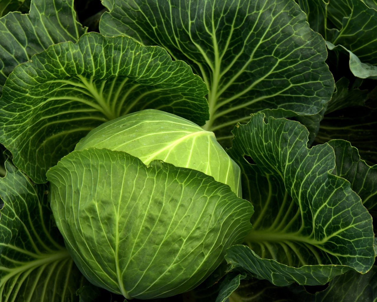 Большая зеленая капуста крупным планом