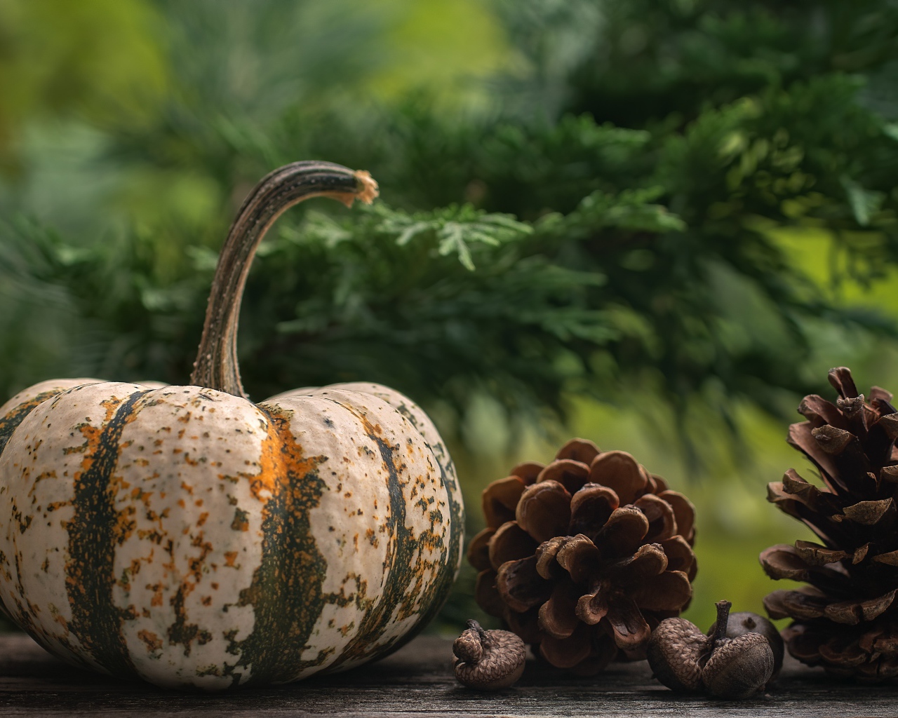 Большая тыква с шишками на столе 