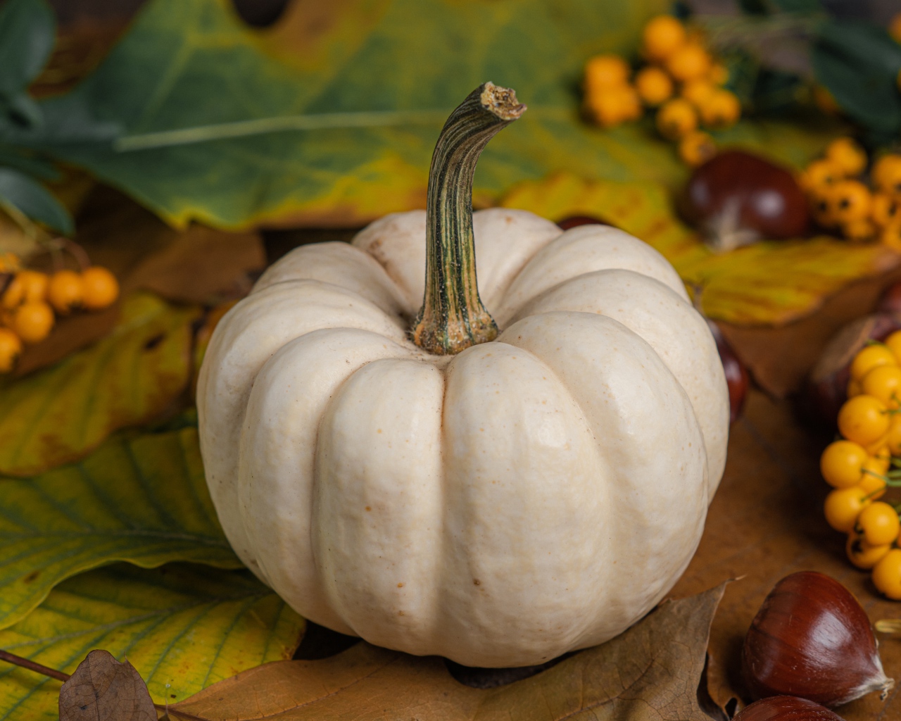 Большая белая тыква на столе с каштанами и рябиной 