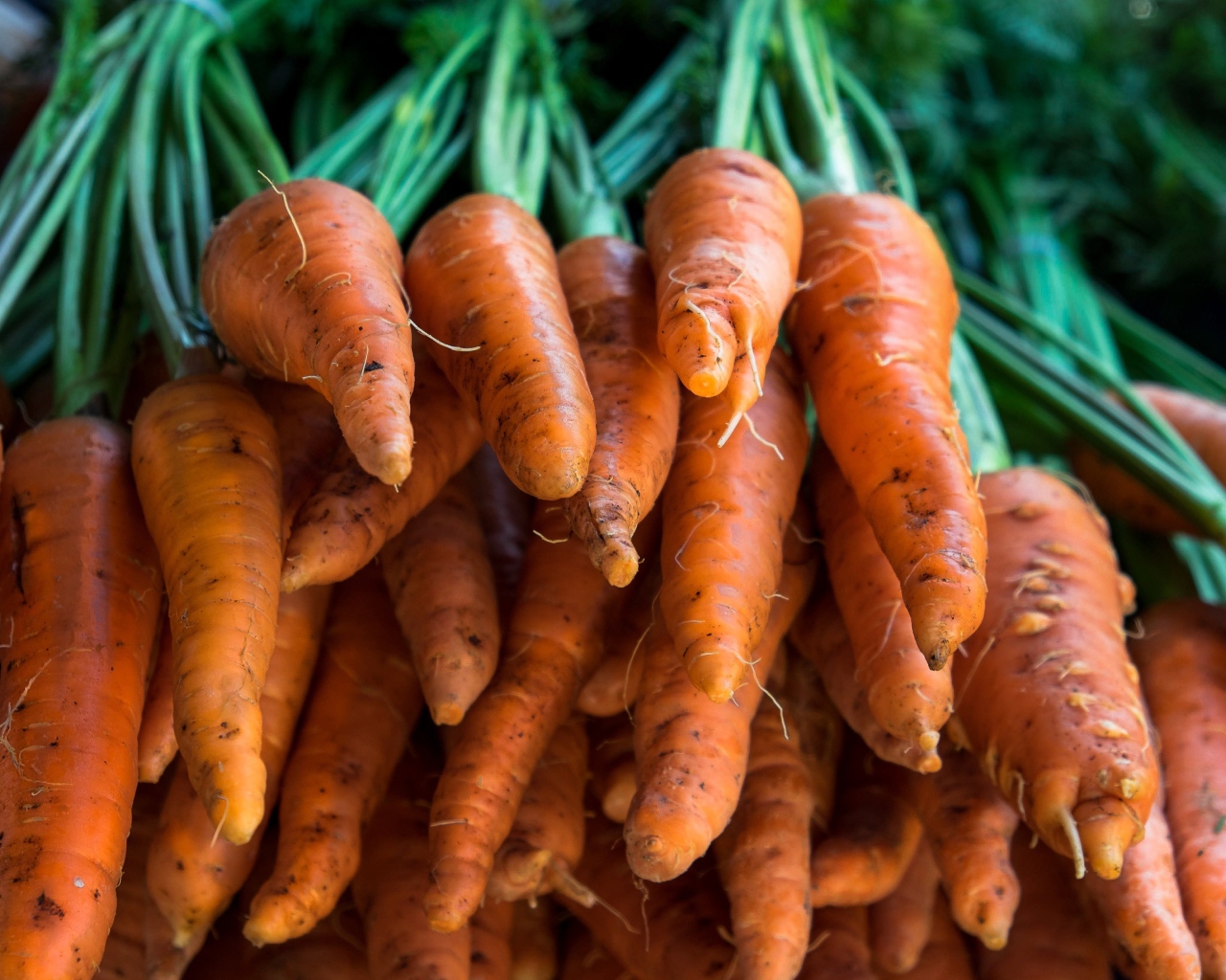 Много оранжевой моркови крупным планом 