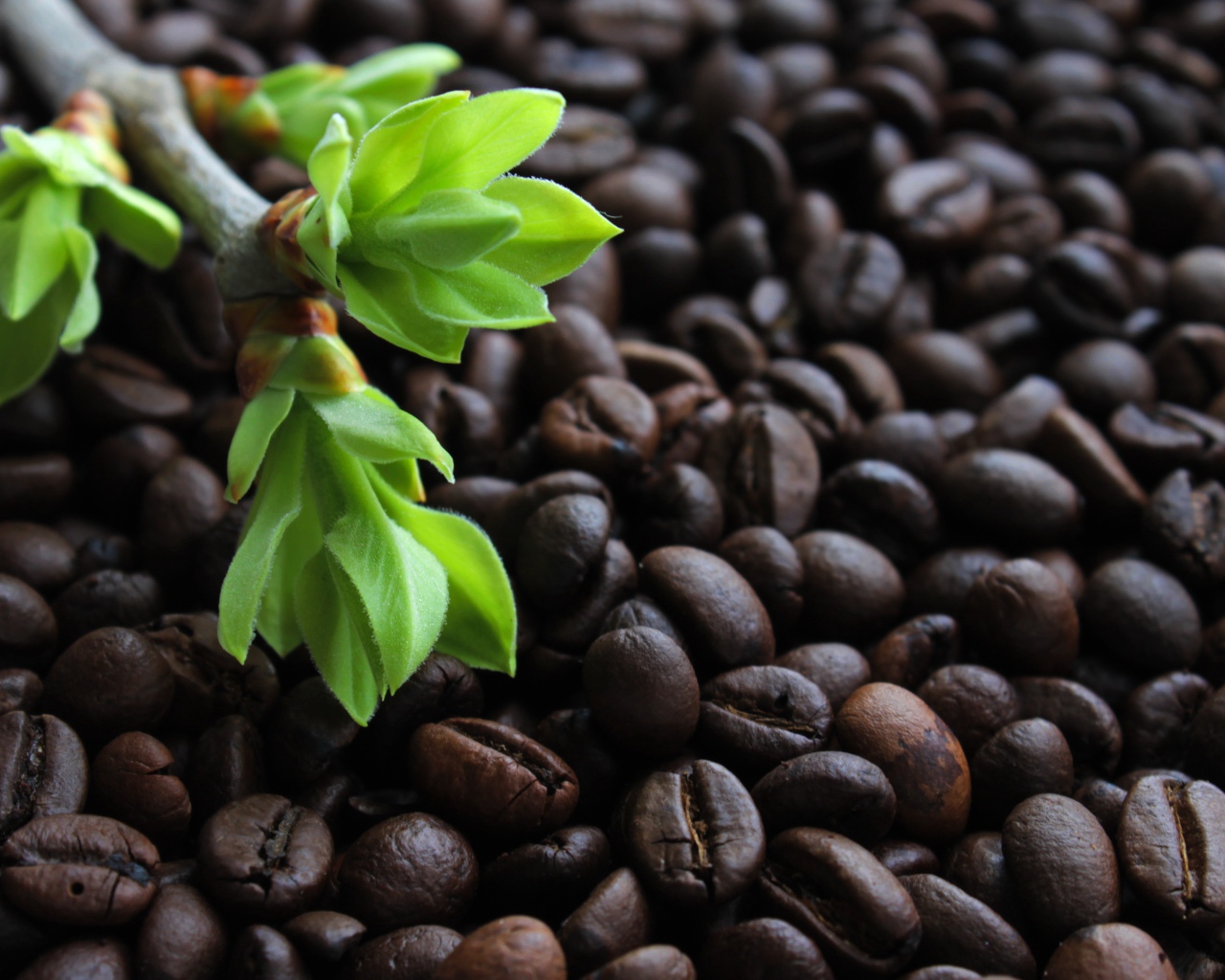 Много обжаренных кофейных зерен с веткой с зелеными листьями