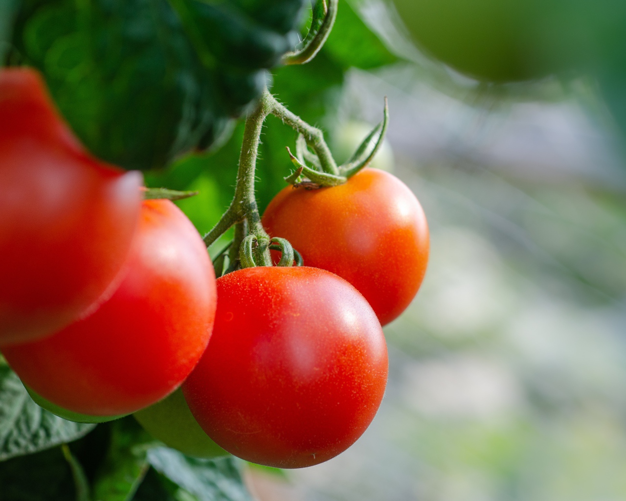 Красные помидоры на ветке  