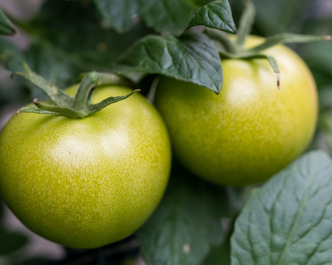 Два зеленых помидора на грядке