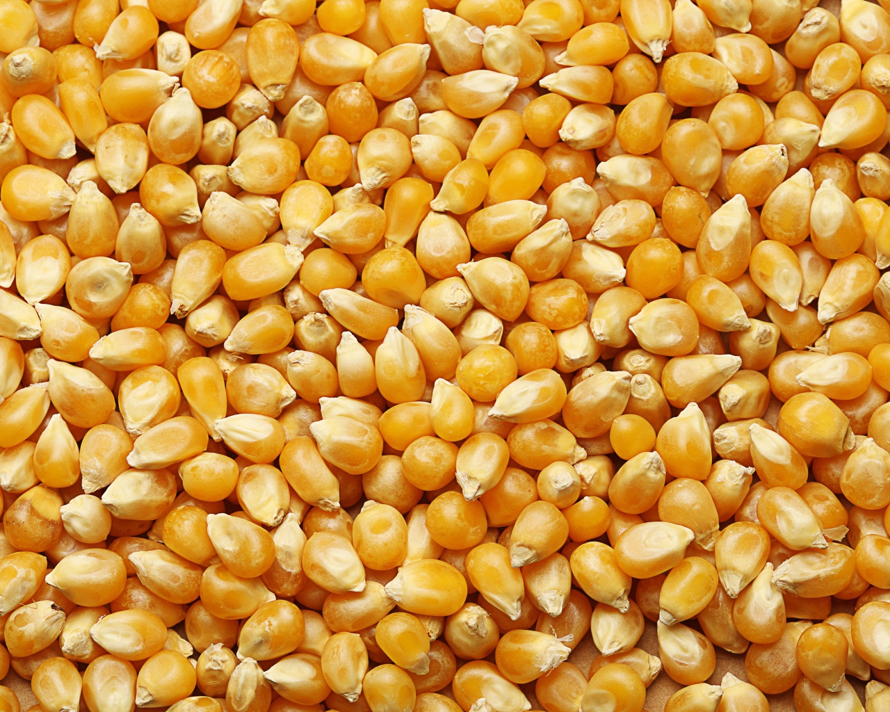 Желтые кукурузные зерна крупным планом 