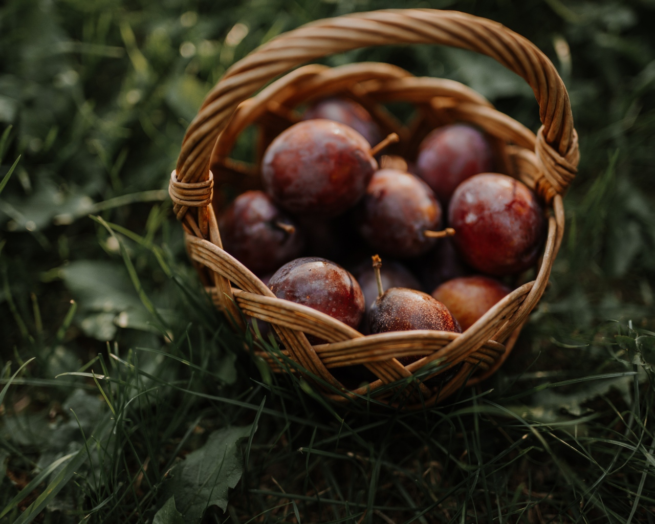 Корзина розовых слив стоит на траве