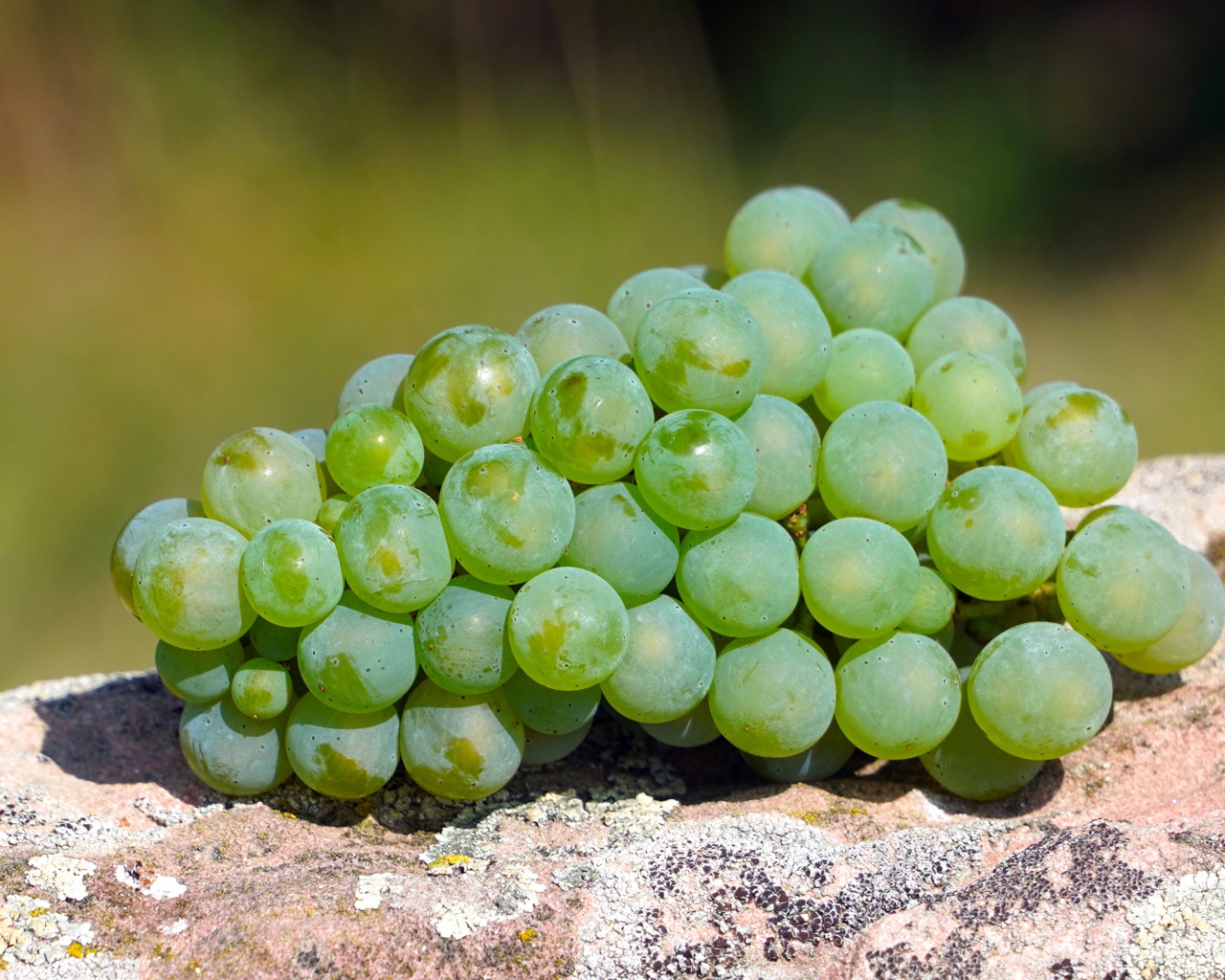 Гроздь зеленого винограда лежит на камне