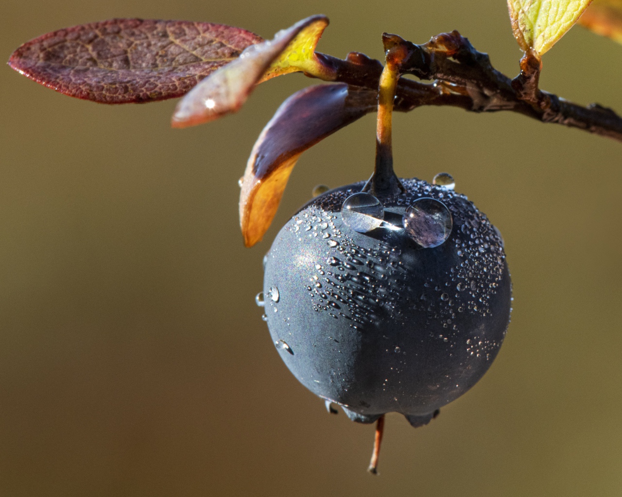 Ягода черники в каплях росы на ветке 