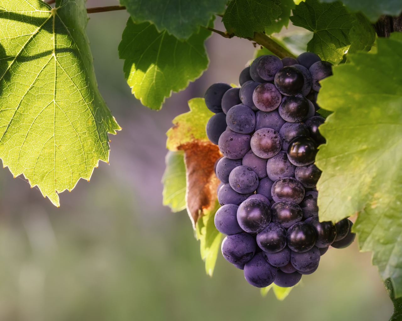 Гроздь синего винограда в зеленых листьях 