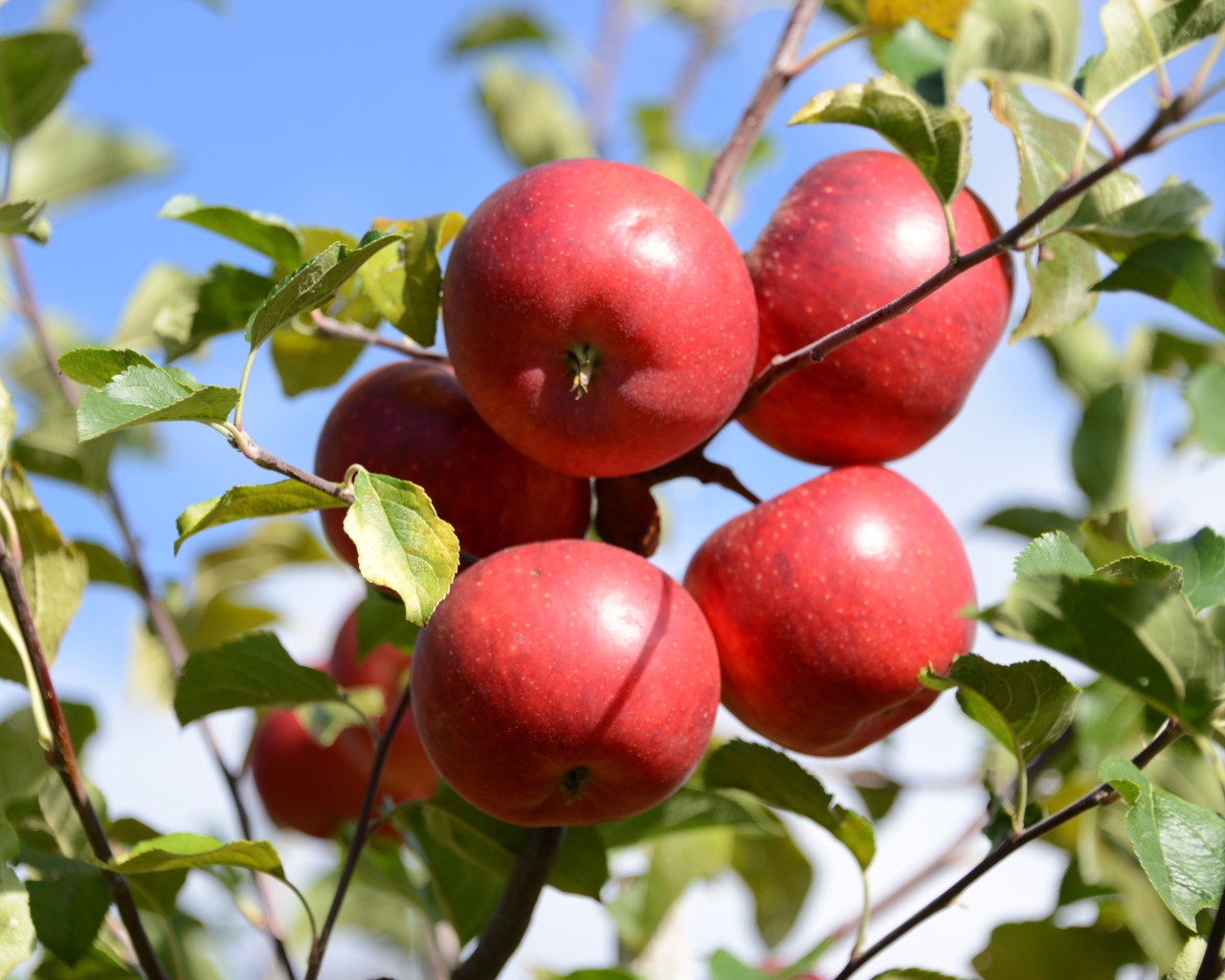 Много красных яблок в зеленых листьях 